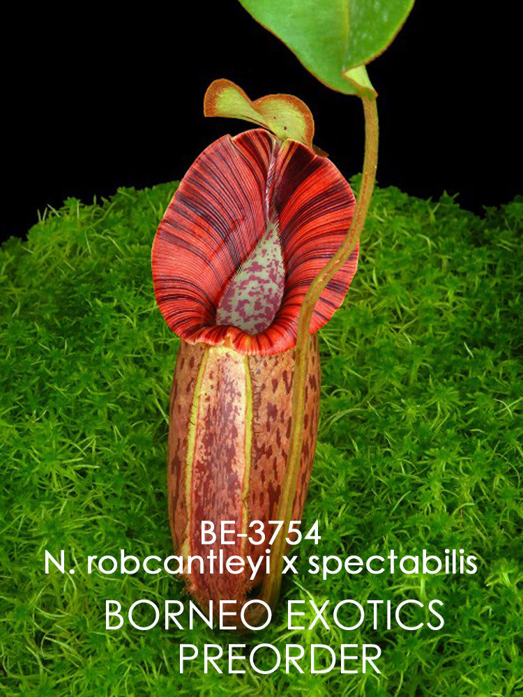 Nepenthes robcantleyi x spectabilis  BE-3754