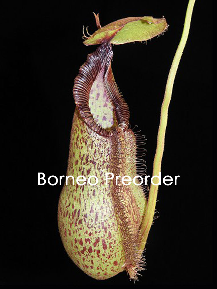 Nepenthes hamata "Tambusisi" x robcantleyi  BE-3755