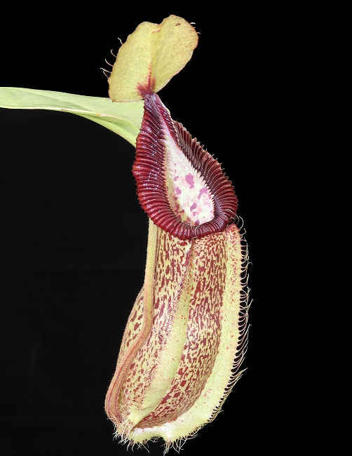Nepenthes hamata "Tambusisi" x robcantleyi  BE-3755