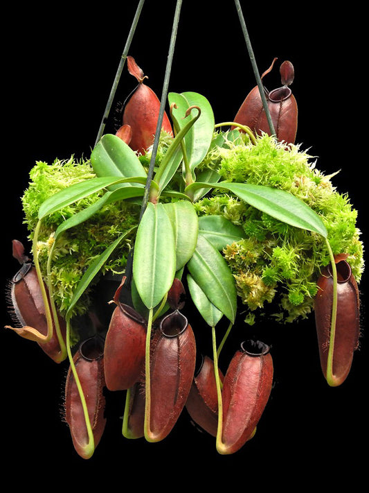 Nepenthes ampullaria "Brunei Red" x aristolochioides BE-3758
