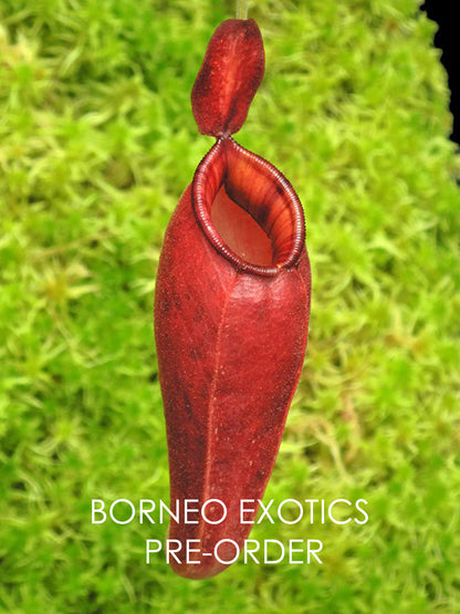 Nepenthes ampullaria "Brunei Red" x aristolochioides BE-3758