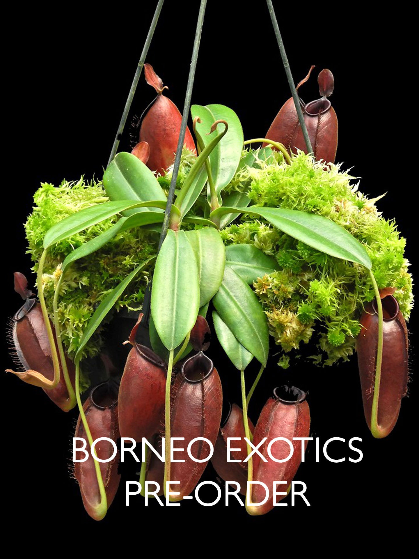 Nepenthes ampullaria "Brunei Red" x aristolochioides BE-3758