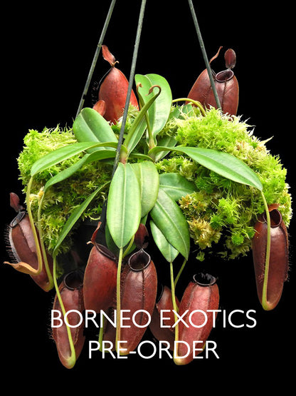 Nepenthes ampullaria "Brunei Red" x aristolochioides BE-3758