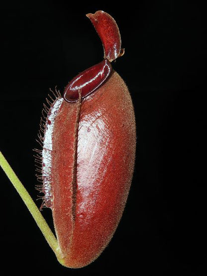 Nepenthes ampullaria "Brunei Red" x aristolochioides BE-3758