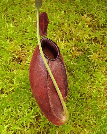 Nepenthes ampullaria "Brunei Red" x aristolochioides BE-3758