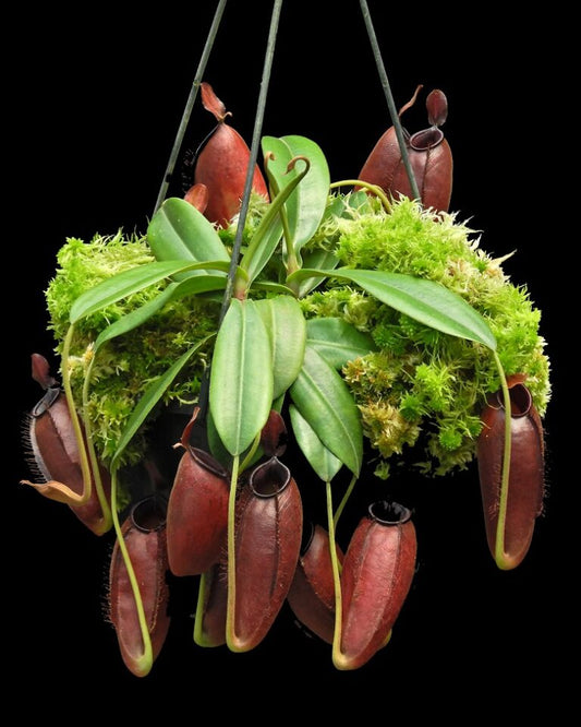 Nepenthes ampullaria "Brunei Red" x aristolochioides BE-3758