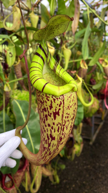 Nepenthes spectabilis x platychila BE-3760