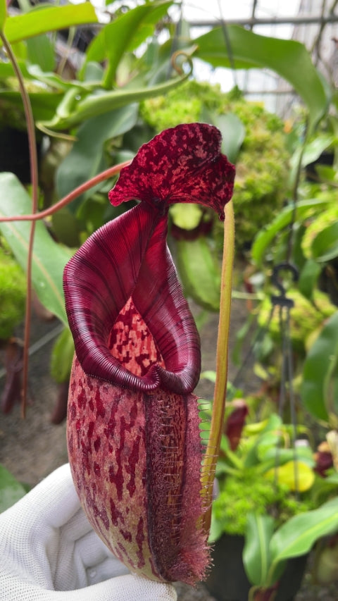 Nepenthes burbidgeae x (maxima x talangensis)  BE-3764