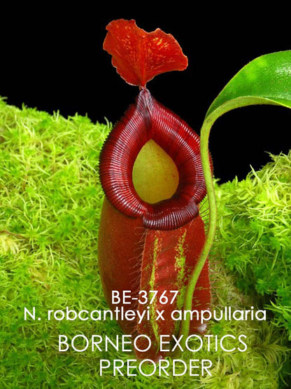 Nepenthes robcantleyi x ampullaria BE-3767