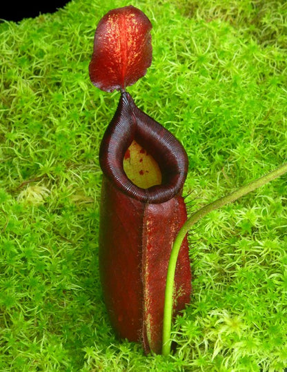 Nepenthes robcantleyi x ampullaria BE-3767