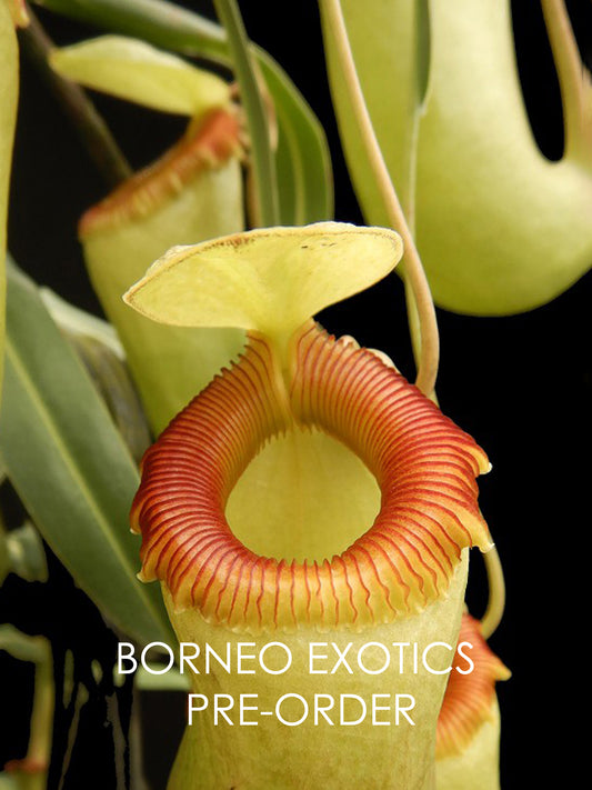 Nepenthes barcelonae (Ex aenigma) BE-3770