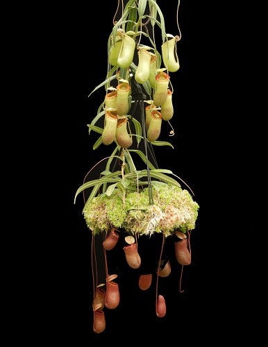 Nepenthes barcelonae (Ex aenigma) BE-3770