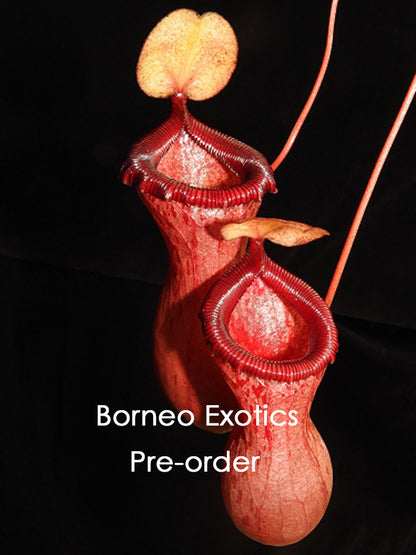 Nepenthes ventricosa BE-3771 Assorted clone