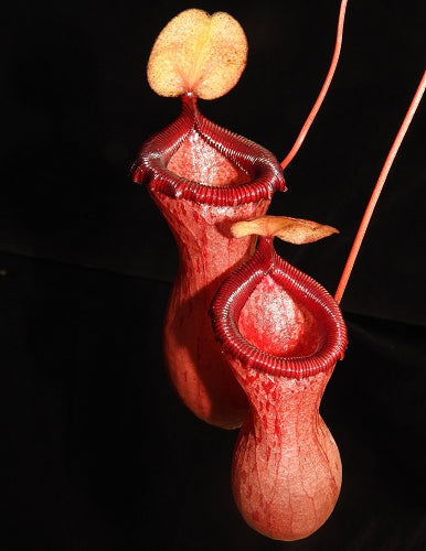 Nepenthes ventricosa BE-3771 Assorted clone