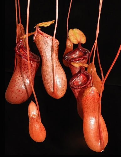 Nepenthes ventricosa BE-3771  Assorted clone