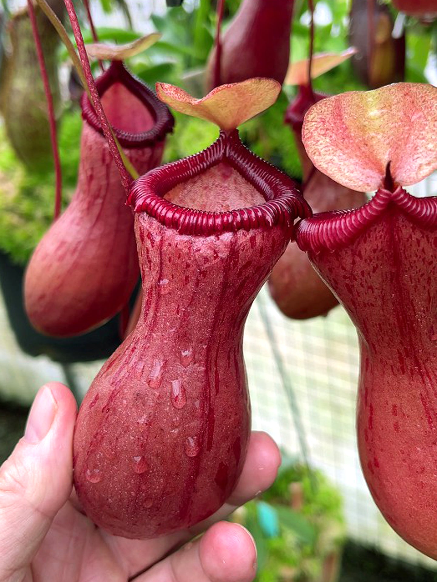 Nepenthes ventricosa BE-3771  Assorted clone