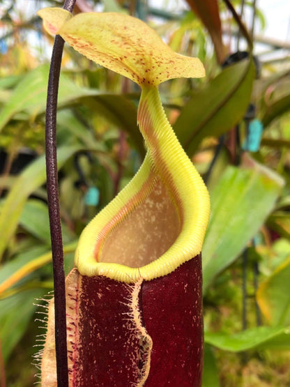 Nepenthes 'Suki' rafflesiana x sibuyanensis BE-3819