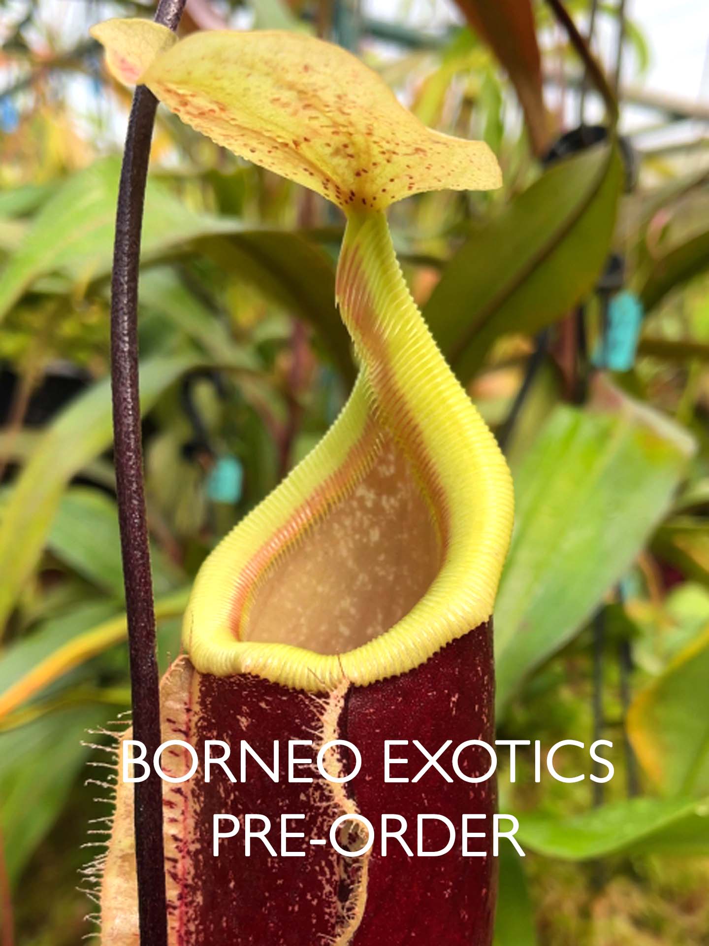 Nepenthes 'Suki' rafflesiana x sibuyanensis BE-3819