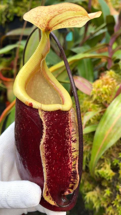 Nepenthes 'Suki' rafflesiana x sibuyanensis BE-3819