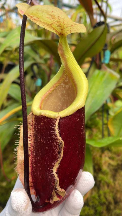 Nepenthes 'Suki' rafflesiana x sibuyanensis BE-3819