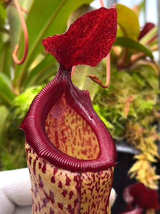 Nepenthes ventricosa x (maxima x talangensis) BE-3823