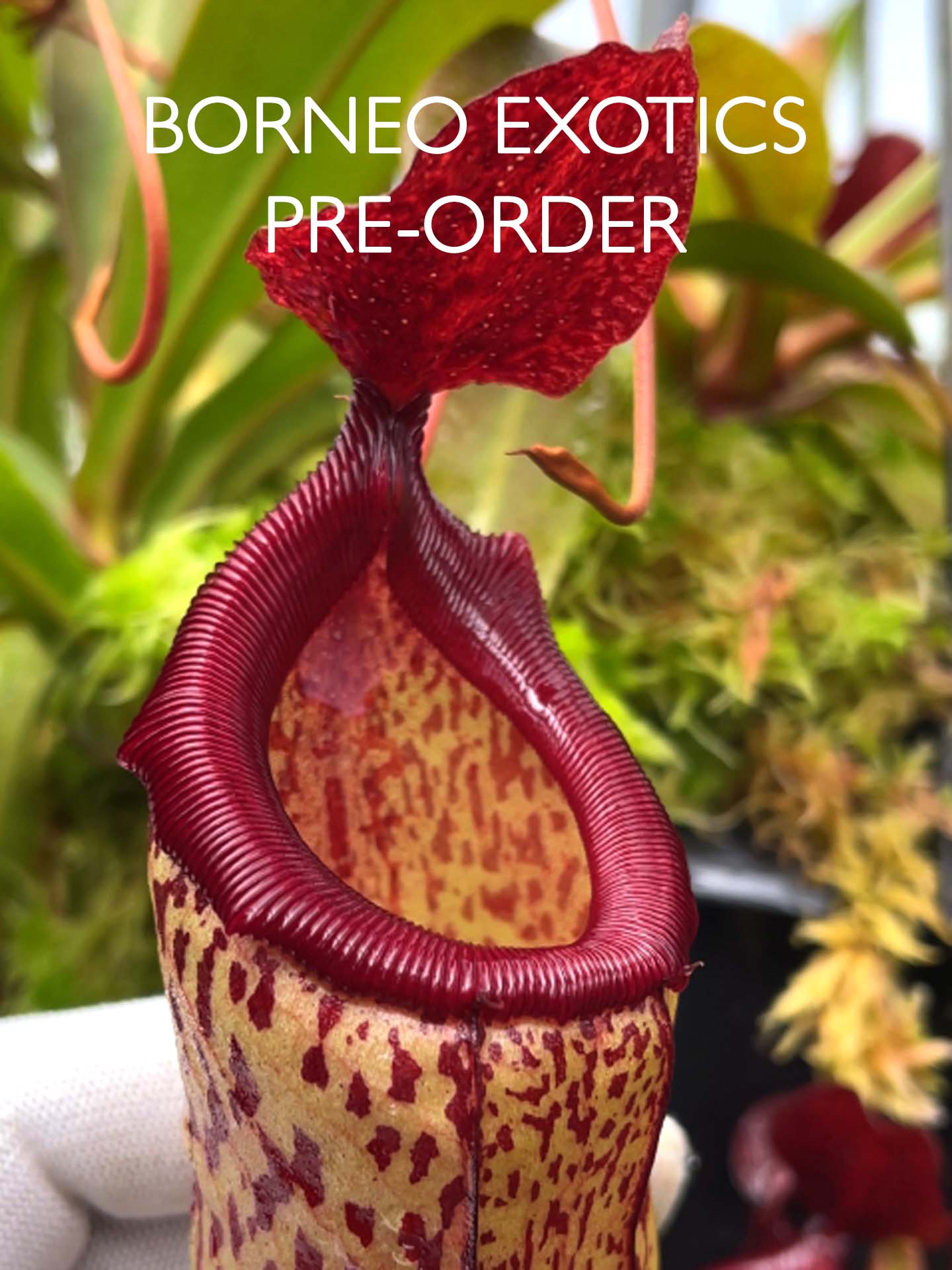 Nepenthes ventricosa x (maxima x talangensis) BE-3823