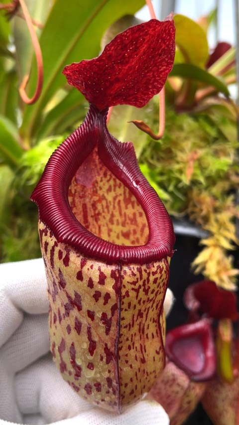 Nepenthes ventricosa x (maxima x talangensis) BE-3823