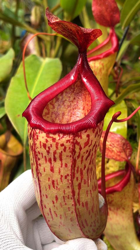 Nepenthes ventricosa x (maxima x talangensis) BE-3823