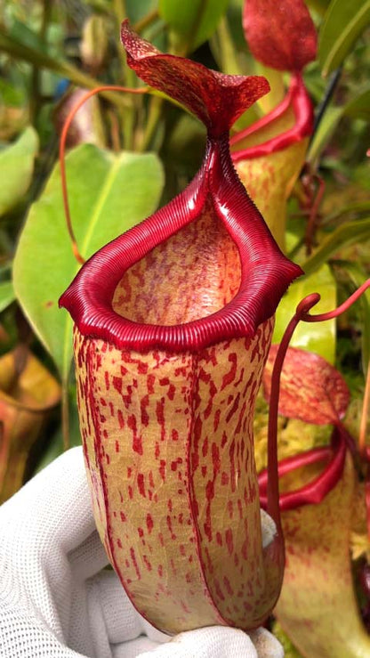Nepenthes ventricosa x (maxima x talangensis) BE-3823