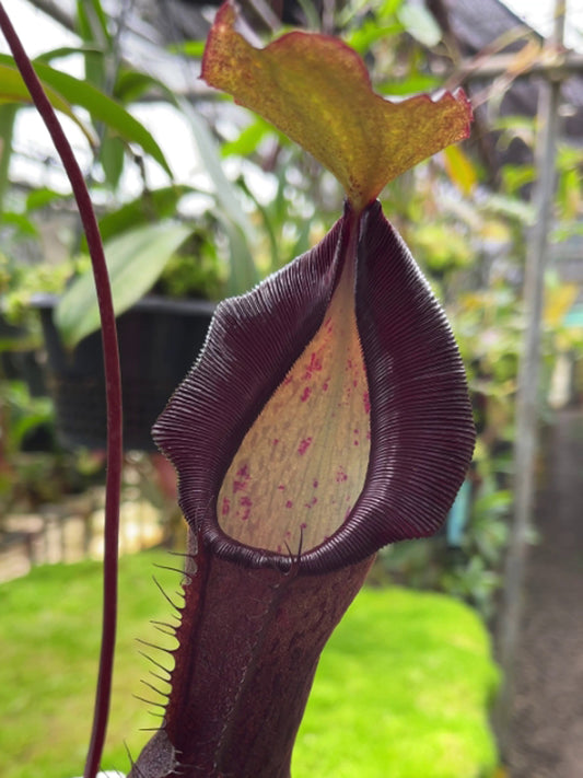 Nepenthes ramispina x singalana  BE-3829  Selected clone