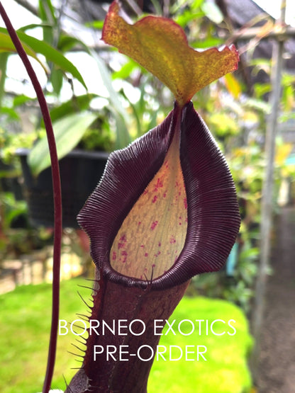 Nepenthes ramispina x singalana  BE-3829  Selected clone
