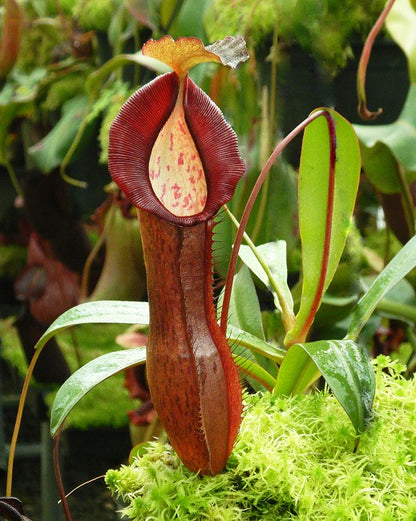 Nepenthes ramispina x singalana  BE-3829  Selected clone