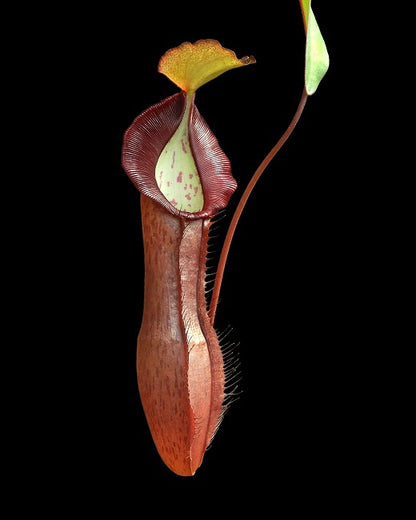 Nepenthes ramispina x singalana  BE-3829  Selected clone