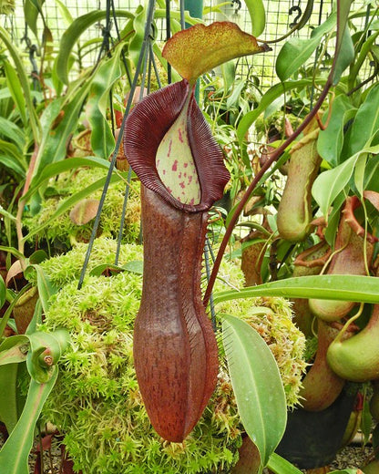 Nepenthes ramispina x singalana  BE-3829  Selected clone