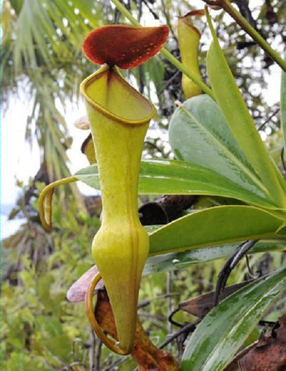 Nepenthes pervillei  BE-3839