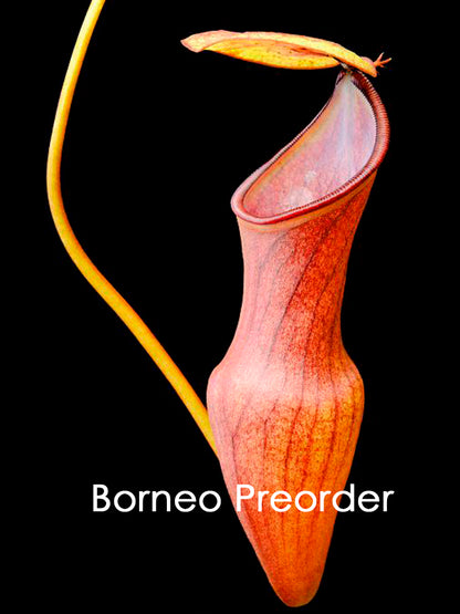 Nepenthes pervillei  BE-3839
