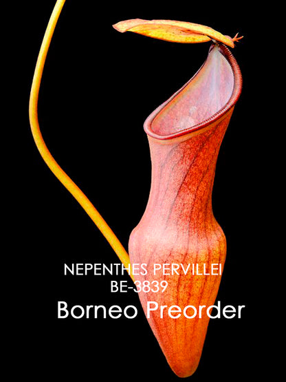 Nepenthes pervillei BE-3839