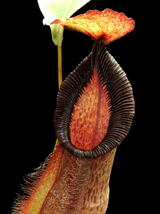 Nepenthes spathulata x hamata BE-3843