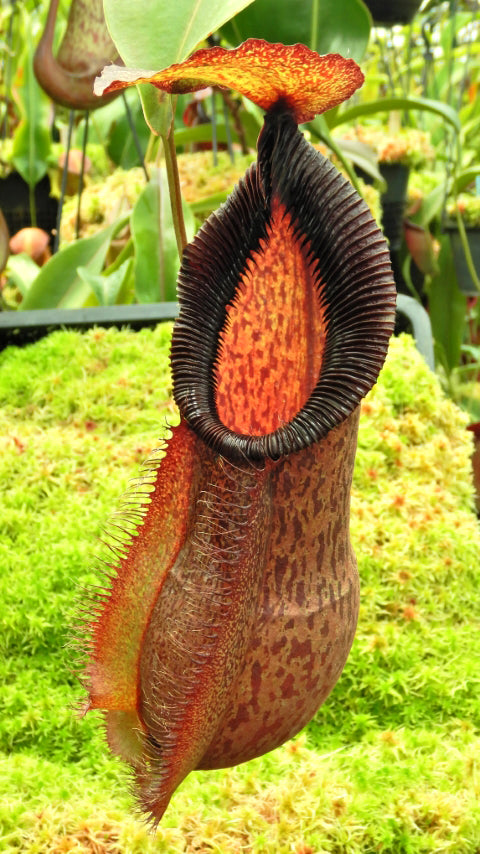 Nepenthes spathulata x hamata BE-3843