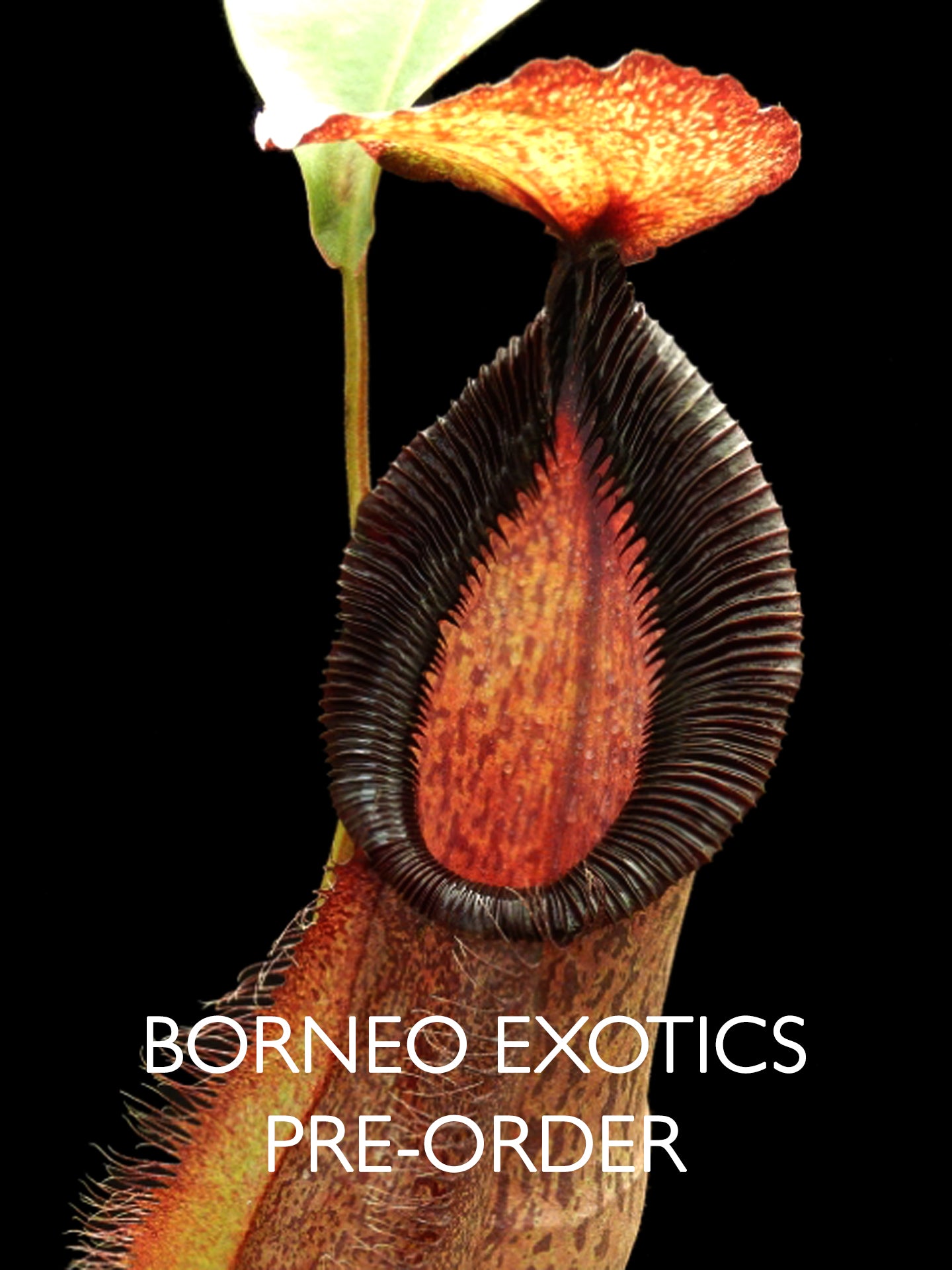 Nepenthes spathulata x hamata BE-3843