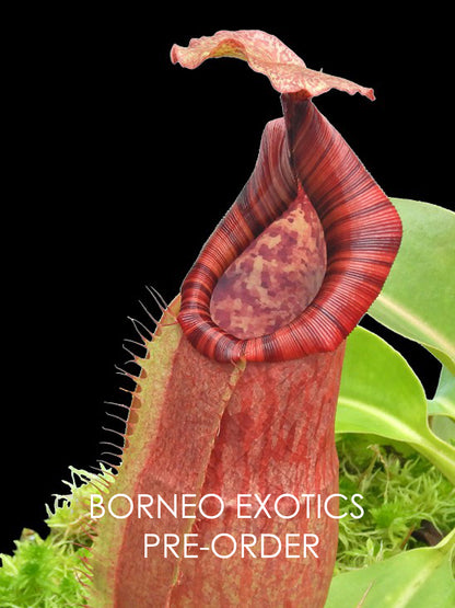 Nepenthes (veitchii x lowii) x Samudera  BE-3844