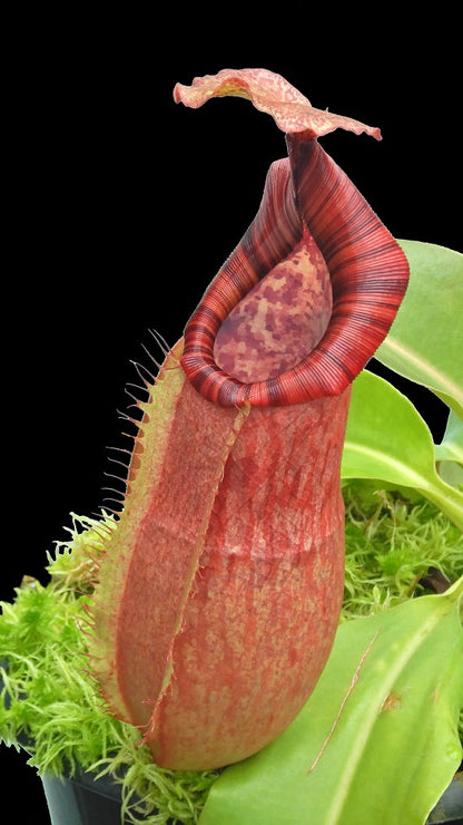 Nepenthes (veitchii x lowii) x Samudera  BE-3844