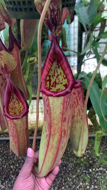 Nepenthes (veitchii x lowii) x Samudera  BE-3844