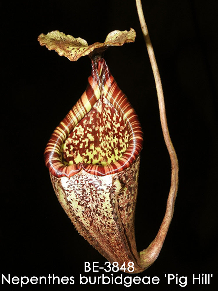 Nepenthes burbidgeae "Pig Hill" Mt.Kinabalu BE-3848
