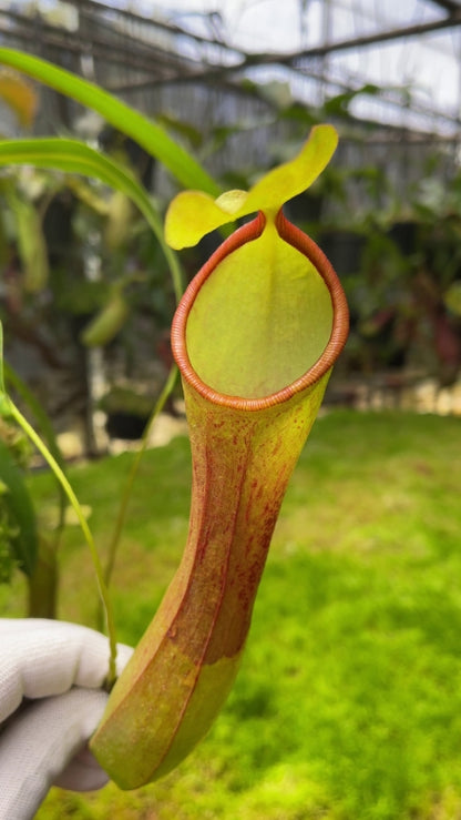 Nepenthes burkei x reinwardtiana  BE-3849