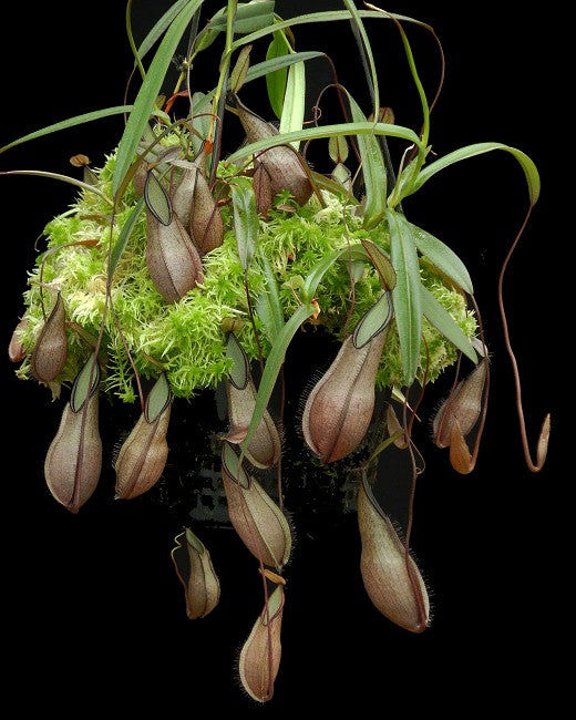 Nepenthes tentaculata  BE-3870