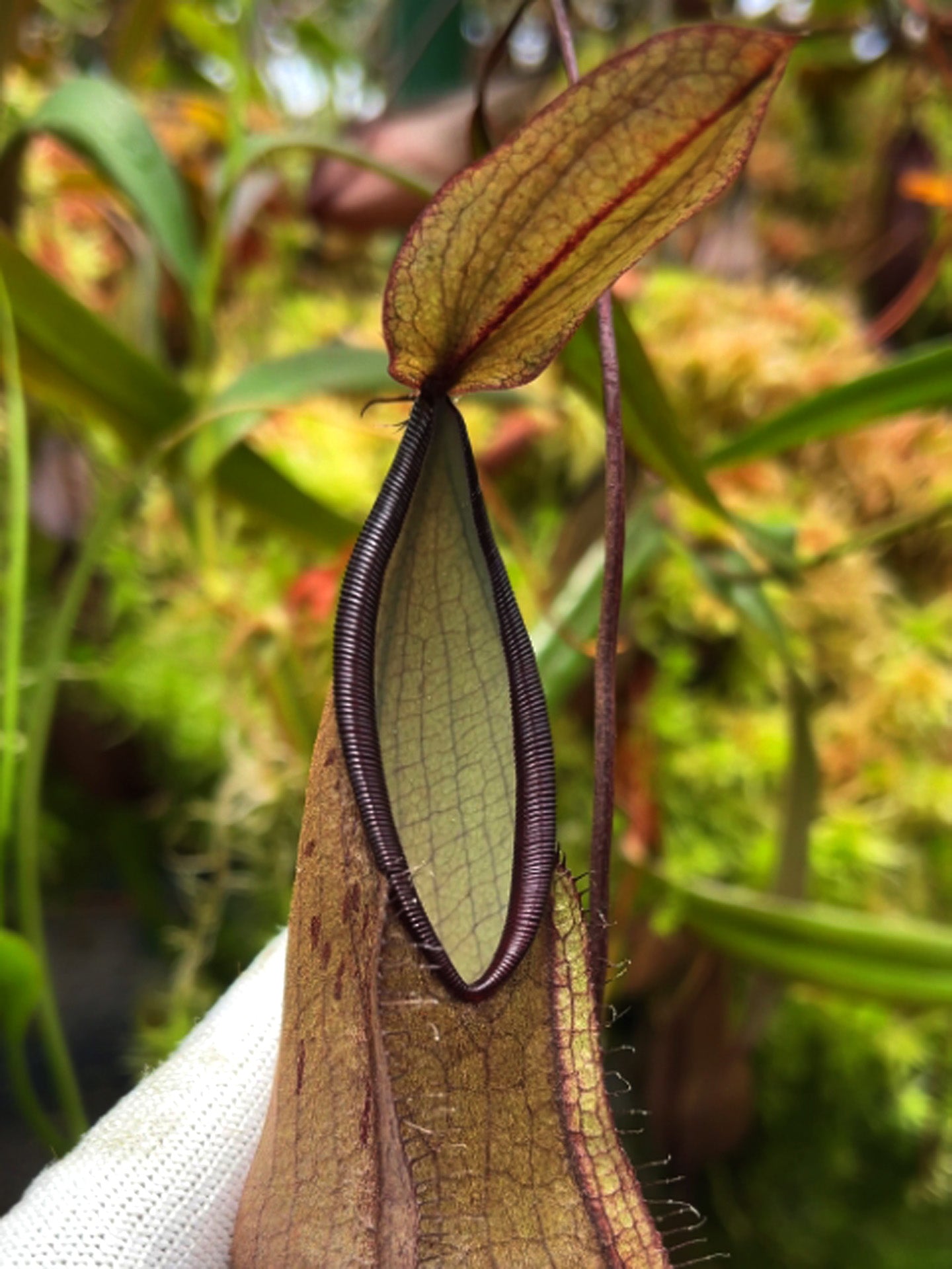 Nepenthes tentaculata BE-3870 Selected Clone