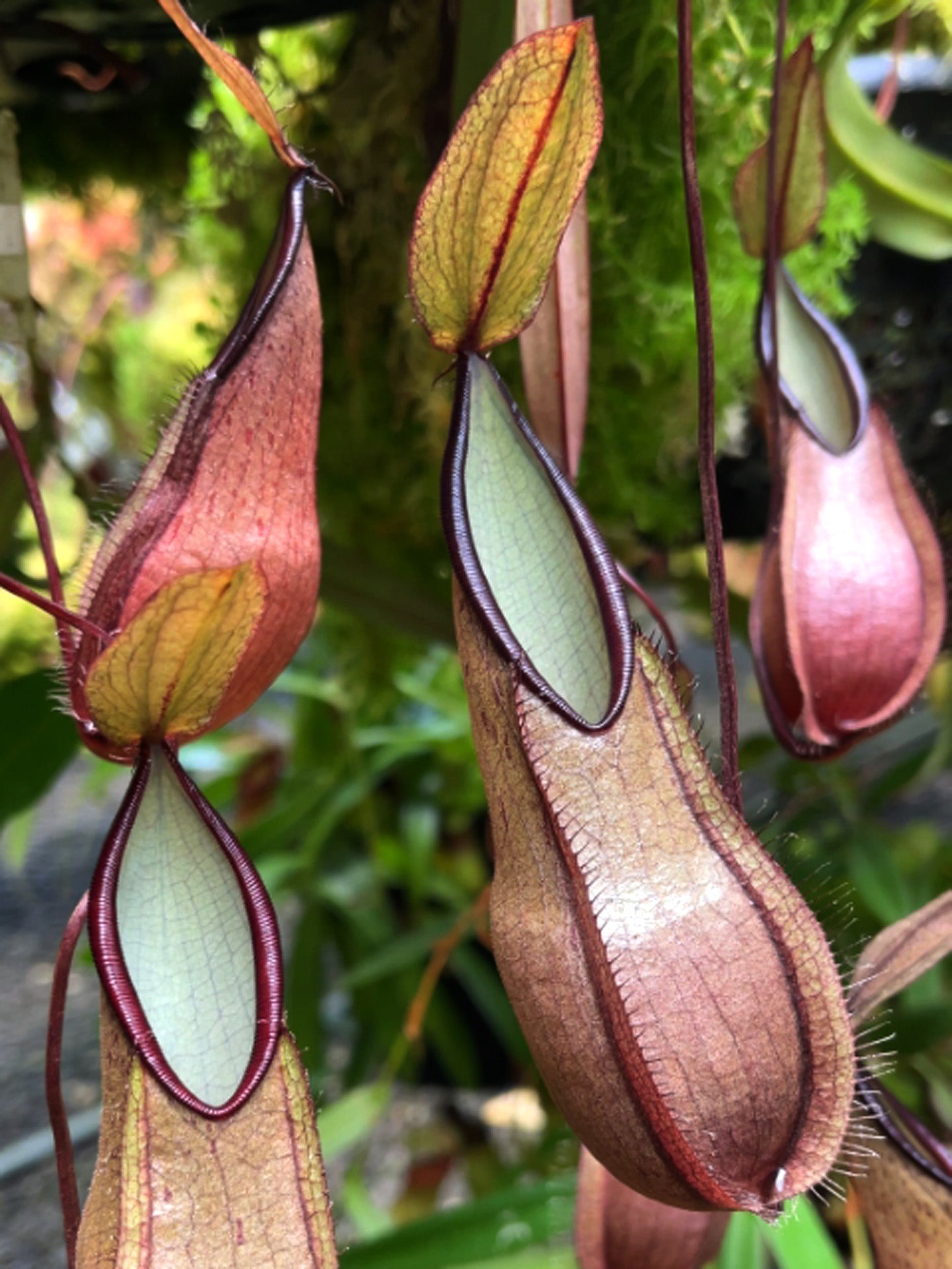 Nepenthes tentaculata BE-3870 Selected Clone