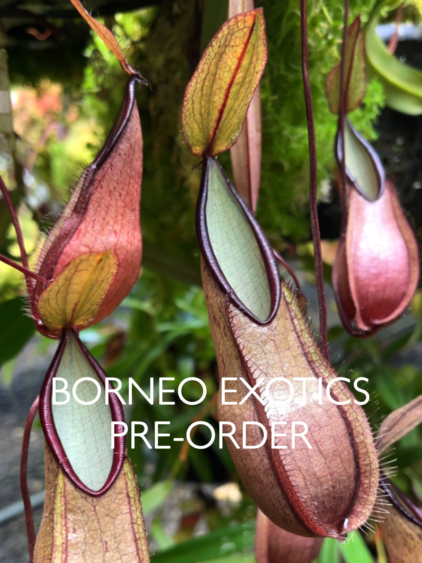 Nepenthes tentaculata BE-3870 Selected Clone