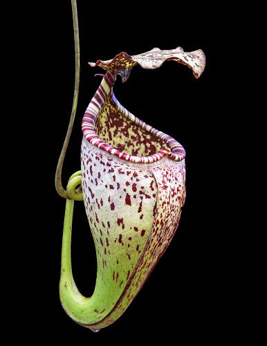 Nepenthes burbidgeae  "Pig Hill"  Mt.Kinabalu  BE-3873
